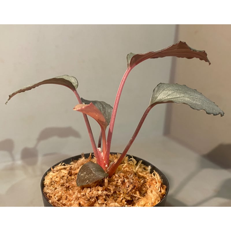 ホマロメナ シルバーパウダー シンケップ Homalomena ホマロメナsp. シルバーバレット Homalomena sp. Silver Bullet