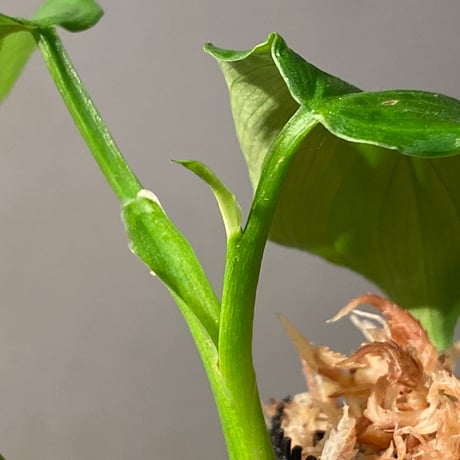 Philodendron sp. from Iquitos Peru [tanakay]