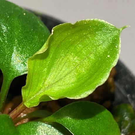 Homalomena sp. from Tambunan [TK200217]