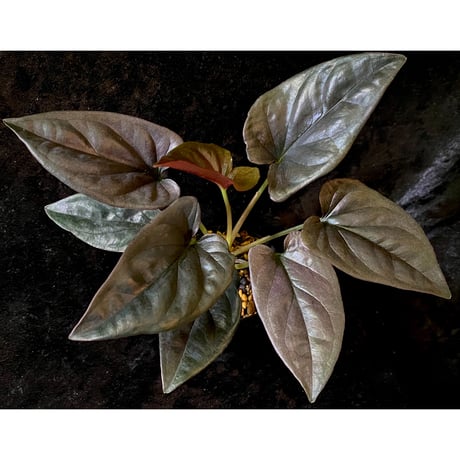 Syngonium sp. from Choco Colombia [tanakay]