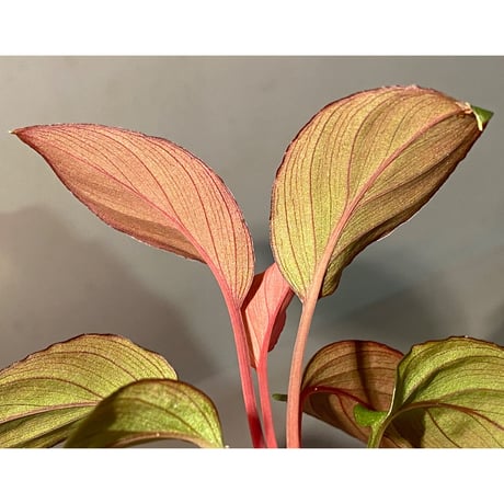 Homalomena sp. from Solok sumatera [LA0616-03]