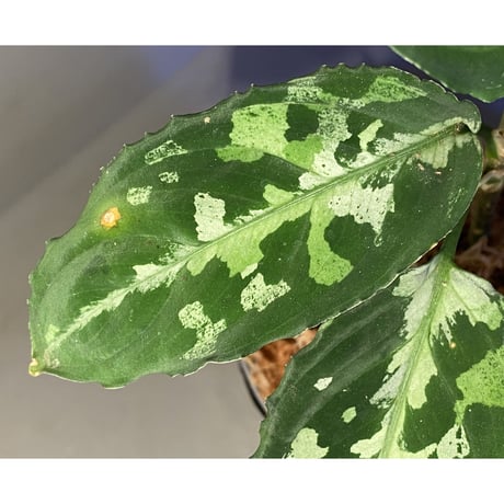 Aglaonema pictum カミハタG III 3rd 2014 ID:7106