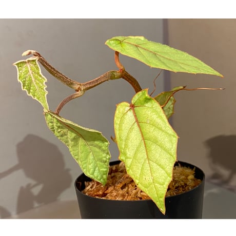 Pterisanthes sp. from Sabah-1 [R0515-01a]