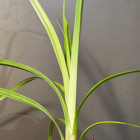 Cyperus sp. from Baratang Island Andaman