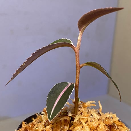 Labisia pumila from Solok sumatera [LA0616-03]