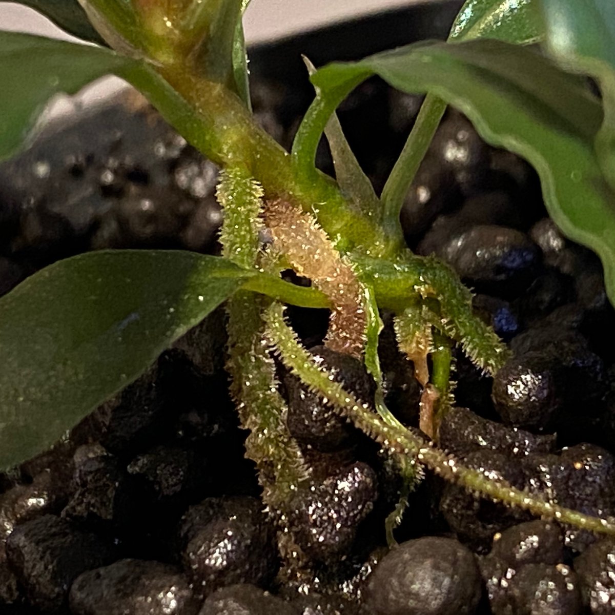 Bucephalandra sp. from Centipede Sokan Melawi S...