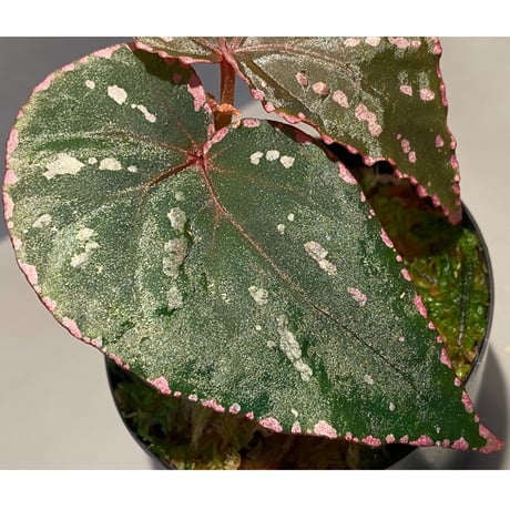 Begonia roseopunctata fromPakan Malaysia Sarawak [RIO]