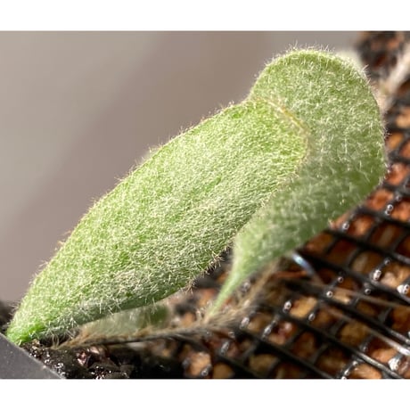 Pyrrosia nummularifolia from Santa Fe Luzon Philippines [KSB]