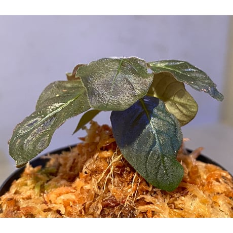 Ophiorrhiza sp. from Papua Barat[LA0319-01]