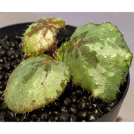 Begonia sp. from Lang Son [YH030519] TK