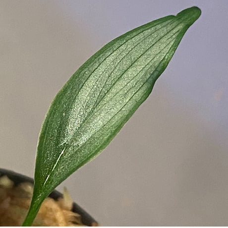 Homalomena sp. White leaf from "Pendang" Kal tengah [TB]