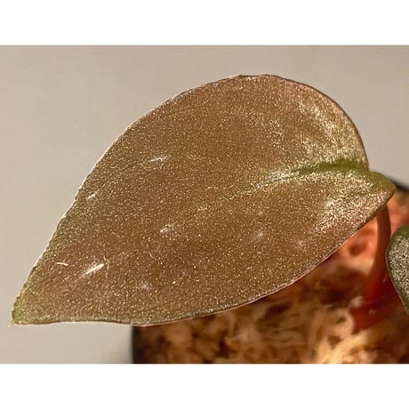 Homalomena sp. from Solok sumatera [LA0616-03] ①