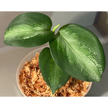 Aglaonema pictum "Chaos-D" from Tigalingga [HW0219-01d]