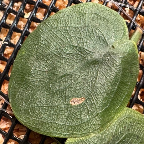 Pothos barberianus from Kapuas fulu West Kalimantan