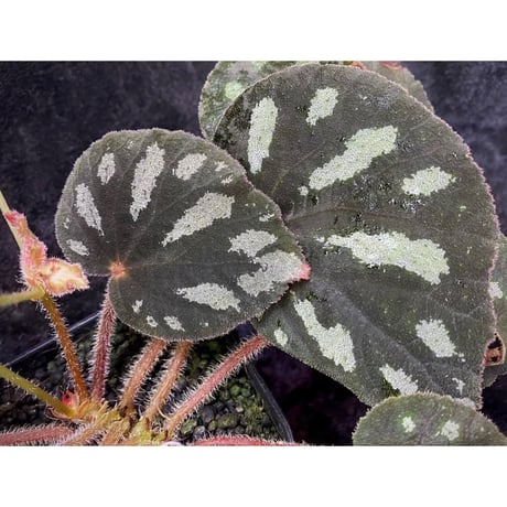 Begonia sp. from Cao Bang [YH050519] TK