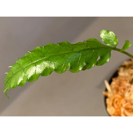 Bolbitis subcardata 西表島産