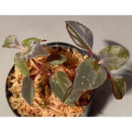 Melastoma sp. from Sibolga