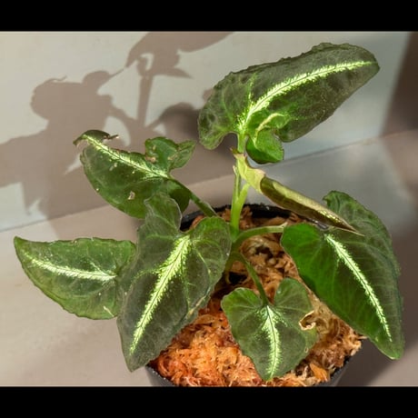 シンゴニウム | STORES