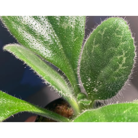 (大株) Primuiina dryas from Sunset Peak [TK0914]