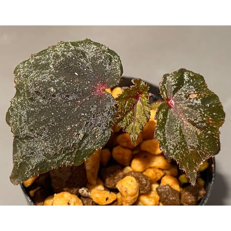 Begonia sp. from North Toraja [S0919-02] 伊藤蟻植物農園