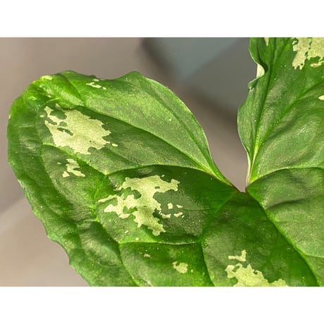 Ulearum donburnsii