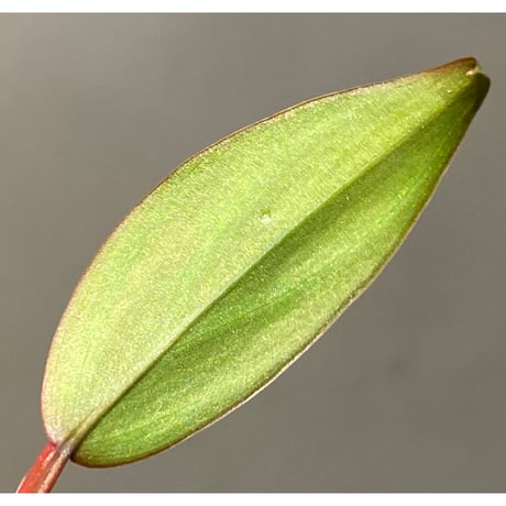 Philodendron sp. from Iquitos Peru [tanakay]
