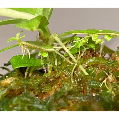 Schismatoglottis sp. "初霜錦" from Murung raya [LA0515-05]