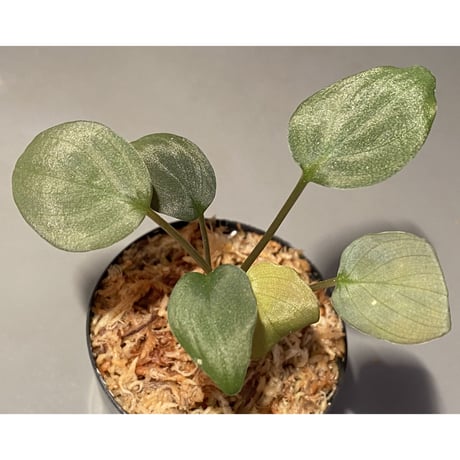 Homalomena sp. "Pink Velvet" from Kepulauan Riau [KN]