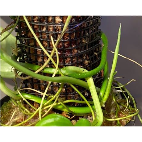 Philodendron sp. from Iquitos Peru [tanakay]