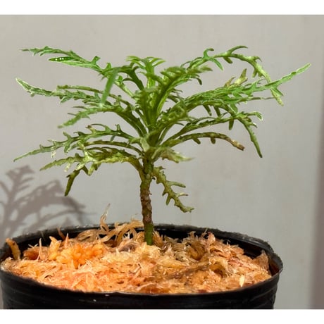 Ardisia sp. from Jambi sumatera