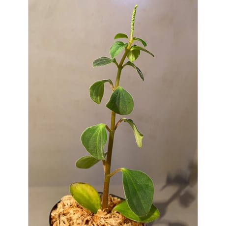 Peperomia sp. from Mt. Grupoka 1800m, East Highland, PNG