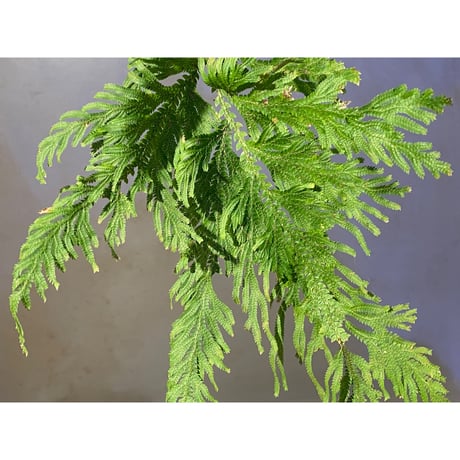 Selaginella sp. from Sangkhlaburi Kanchanaburi Thailand ④