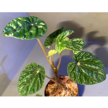 Peperomia meridiana from Ecuador [tanakay]