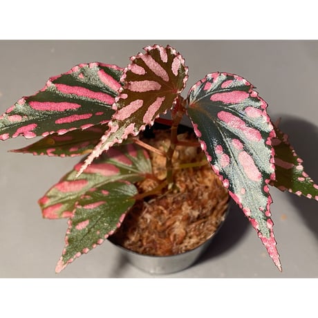 Begonia sp. ぼっち株 from Julau [R1214-01b]