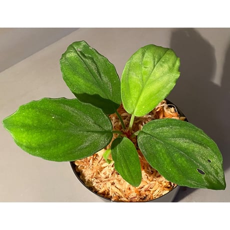 Homalomena sp. from Sibolga Utara [HW0818-06j]