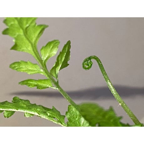 Bolbitis sp. from Siberut [LA]