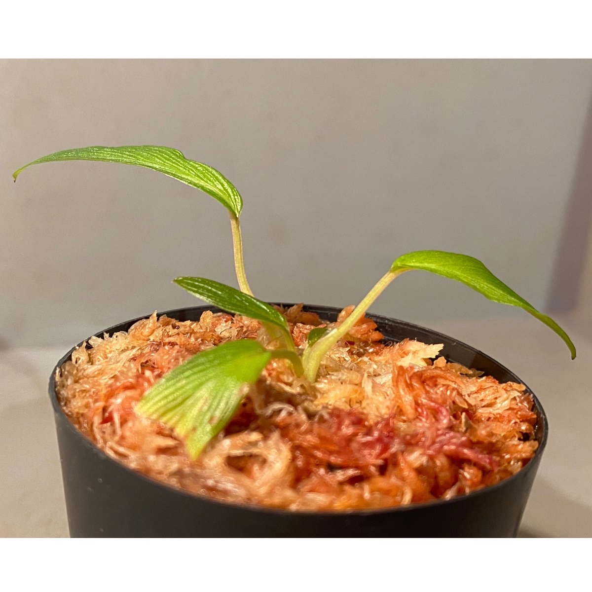 ホマロメナ パプア Homalomena sp. West Papua KZT便 【公式通販】