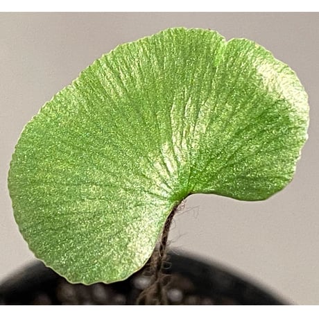 Adiantum reniforme