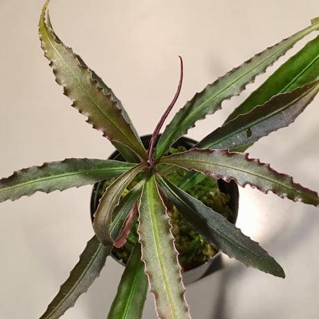 Ardisia sp. from Kapuas Hulu Kalimantan barat