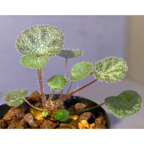 Begonia ningmingensis var. bella
