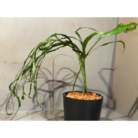 Microsorium sp. from Saripoi [LA0515-02]