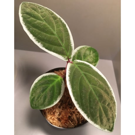 Cosmianthemum bullatum [LA0515-02]