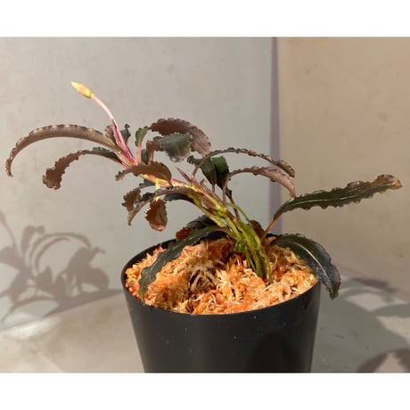 (大株) Bucephalandra sp. "Kedagang" [ID便]