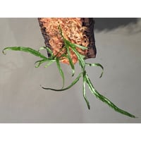 Microsorum pteropus "Serawai" Sintang Kalimantan barat [TB] ①