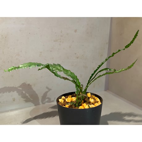 Microsorum sp. "Short Dragon Tail"