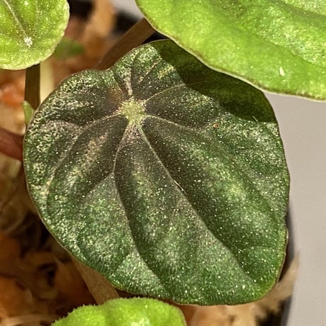 Peperomia meridiana from Ecuador [tanakay]