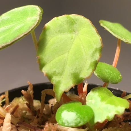 Begonia scapigera from Africa
