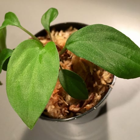 Homalomena sp. from Ranau [TK210217]