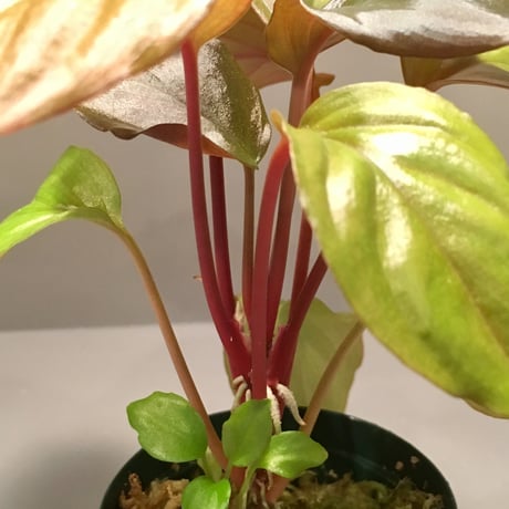 Homalomena sp. A from Sepuluh Koto wf1 [KZT]タグ付き