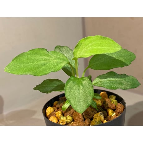 Homalomena sp. "Sunshine Natal"BNN from Sibolga timur [AZ1217-6]